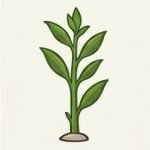 Cultivation