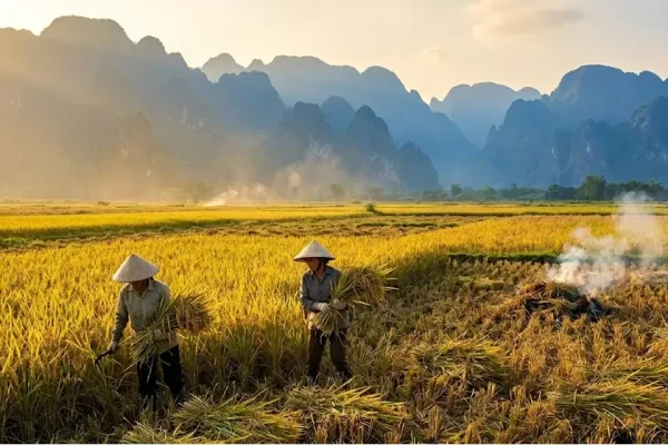Rice: The World’s Grain, The Local Harvest